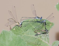 Lestes alacer
