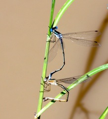 Lestes alacer