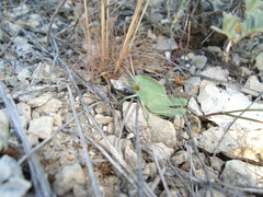 Pyrgodera armata
