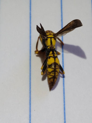 Polistes myersi