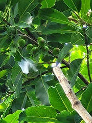 Sideroxylon foetidissimum