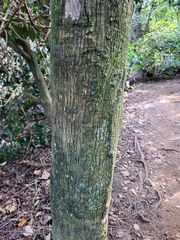 Sideroxylon foetidissimum