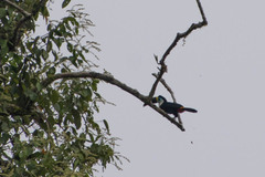 Ramphastos tucanus
