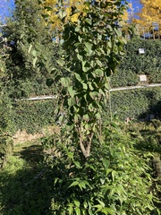 Philadelphus