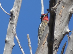 Sphyrapicus ruber × nuchalis