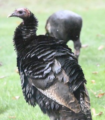Meleagris gallopavo silvestris