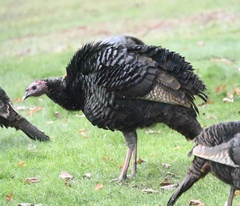 Meleagris gallopavo silvestris