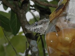 Charaxes achaemenes achaemenes