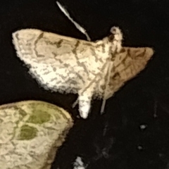 Spilomelinae