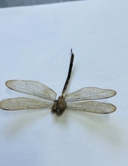 Corduliidae