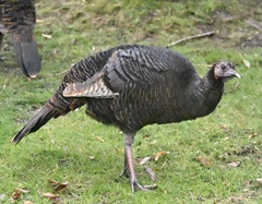 Meleagris gallopavo silvestris