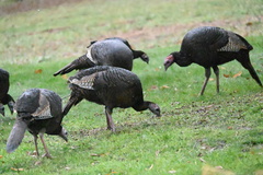 Meleagris gallopavo silvestris