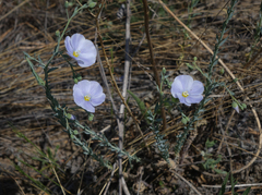 Linum perenne