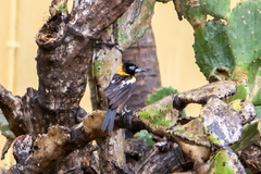 Icterus icterus