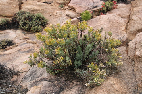 Image of Lopholaena cneorifolia by (c) Tony Rebelo, some rights reserved (CC BY-SA)