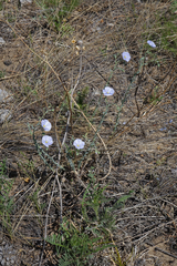 Linum perenne