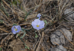 Linum perenne