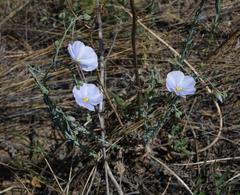 Linum perenne