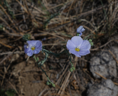 Linum perenne