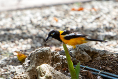 Icterus icterus