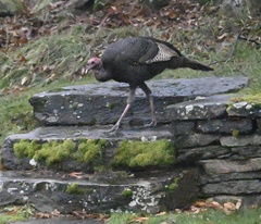 Meleagris gallopavo silvestris