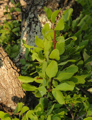 Loranthus europaeus