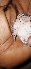 Sclerophrys regularis