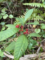 Psychotria tenuifolia