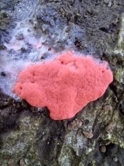 Dictydiaethalium plumbeum