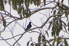 Cyanocorax violaceus