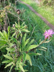 Cheirolophus sempervirens