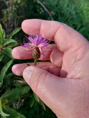 Cheirolophus sempervirens