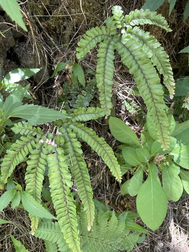 Adiantum hispidulum image