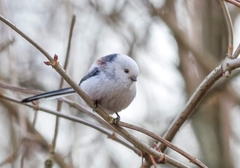 Aegithalos caudatus caudatus