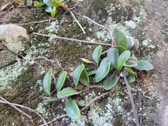 Pyrrosia adnascens