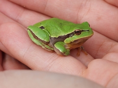 Hyla molleri