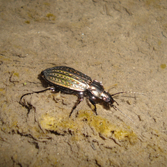 Carabus clatratus