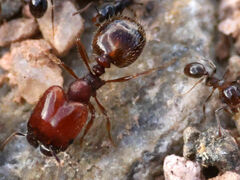 Pheidole xerophila