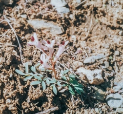 Corydalis schanginii