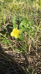 Oenothera laciniata