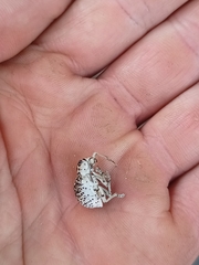 Cydianerus latruncularius