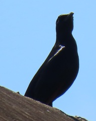 Onychognathus morio morio