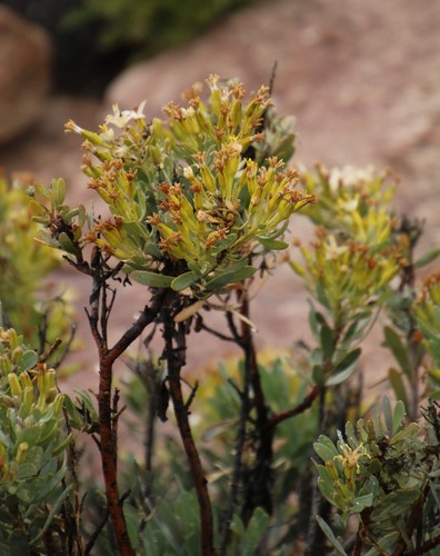 Image of Lopholaena cneorifolia by (c) Tony Rebelo, some rights reserved (CC BY-SA)