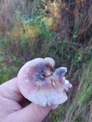 Russula fragilis