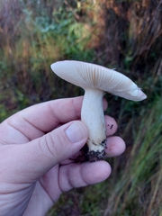 Russula fragilis