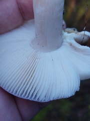 Russula fragilis
