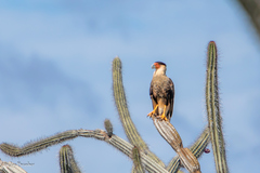 Caracara plancus cheriway