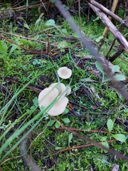 Clitocybe fragrans
