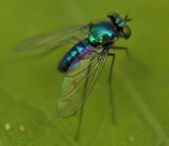 Condylostylus armipes