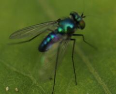 Condylostylus armipes